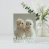 Weiße Pfauenbabys, Postkreuzung Postkarte (Stehend Vorderseite)