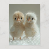 Weiße Pfauenbabys, Postkreuzung Postkarte (Vorderseite)