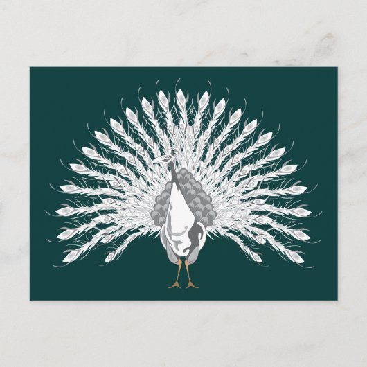 Weiße Pfauenpostkarten Postkarte (Vorderseite)