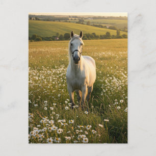 Weiße Pferd in Wildblumenwiese Postkarte