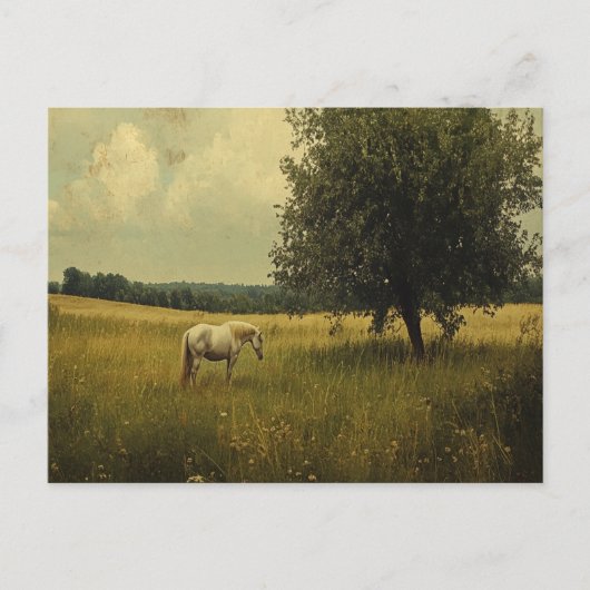 Weiße Pferde auf einem Feld Postkarte (Vorderseite)