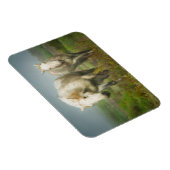 Weiße Pferde aus Camargue auf dem Feld Magnet (Rechte Seite)