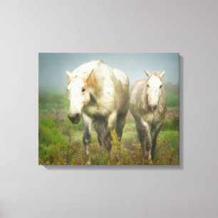 Weiße Pferde der Camargue auf dem Feld Leinwanddruck