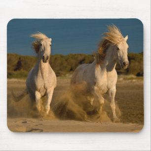 Weiße Pferde, die auf Strand   Camargue, Mousepad