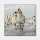 Weiße Pferde Galopp auf Beach Magnet (Vorne)