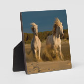 Weiße Pferde laufen am Strand | Camargue, Frankrei Fotoplatte (Vorderseite)