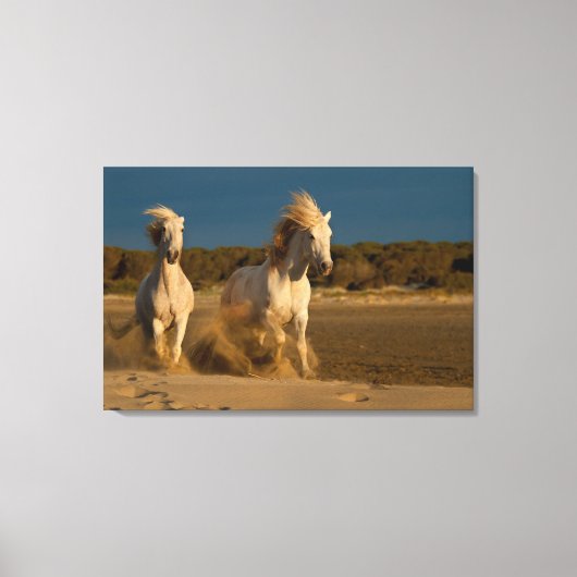 Weiße Pferde laufen am Strand | Camargue, Frankrei Leinwanddruck (Vorderseite)