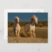Weiße Pferde laufen am Strand | Camargue, Frankrei Postkarte (Vorne/Hinten)
