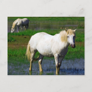WEISSE PFERDE POSTKARTE
