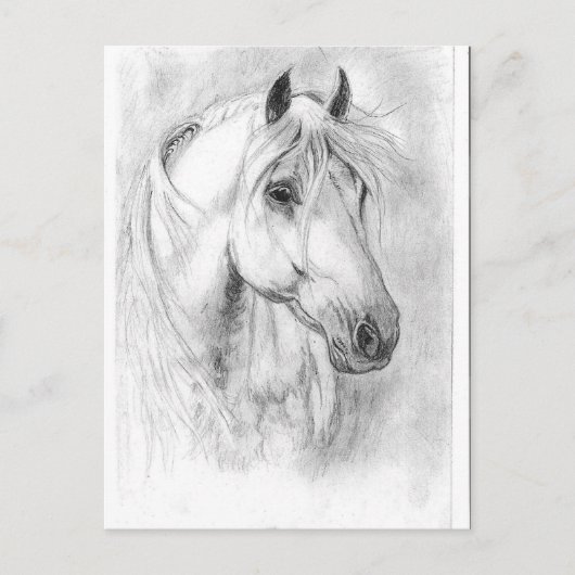 Weiße Pferde Postkarte (Vorderseite)
