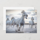 Weiße Pferde Postkarte (Vorne/Hinten)