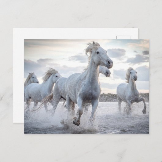 Weiße Pferde Postkarte (Vorne/Hinten)