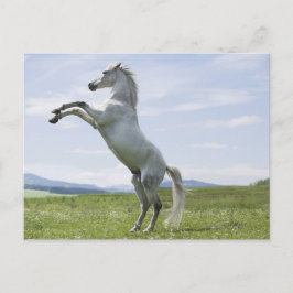 Weiße Pferde springen auf der Wiese Postkarte