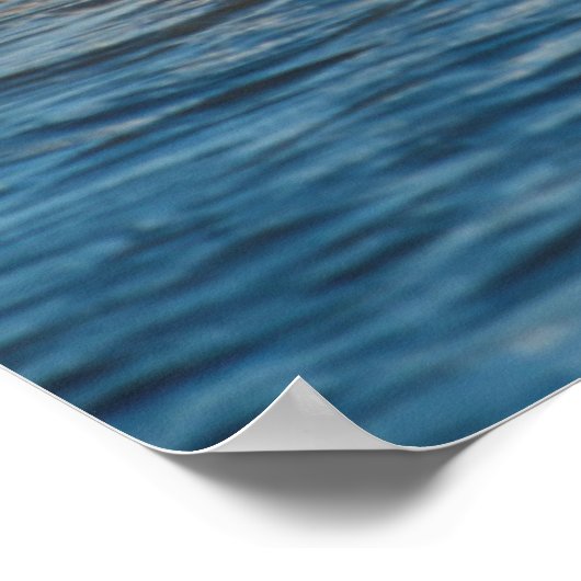 Weiße Pferde von Camargue, Frankreich Poster (Ecke)