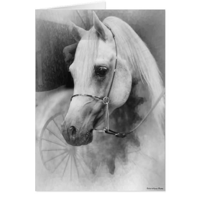 Weiße Pferdekarte (Vorne)