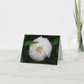 Weiße Pfingstrose Fine Art Fotografie gefaltete No Dankeskarte