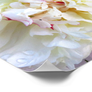 Weiße Pfingstrose mit rosa Tönung Poster