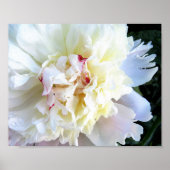Weiße Pfingstrose mit rosa Tönung Poster (Vorne)