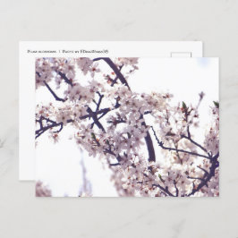 Weiße Pflaume Blossom Frühlingsbaum Natur Fotograf Postkarte