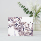 Weiße Pflaume Blossom Frühlingsbaum Natur Fotograf Postkarte (Stehend Vorderseite)