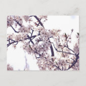 Weiße Pflaume Blossom Frühlingsbaum Natur Fotograf Postkarte (Vorderseite)