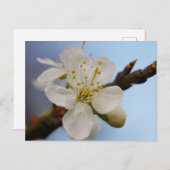 Weiße Pflaumenblässe Postkarte (Vorne/Hinten)