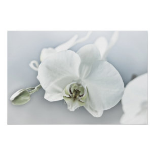 Weiße Phalaenopsis-Orchidee Poster