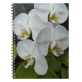 Weiße Phalaenopsis Orchius florale Notizblock (Vorderseite)