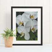 Weiße Phalaenopsis Orchius florale Poster