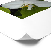Weiße Phalaenopsis Orchius florale Poster (Ecke)