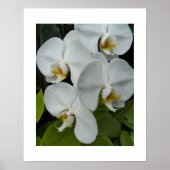 Weiße Phalaenopsis Orchius florale Poster (Vorne)