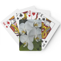 Weiße Phalaenopsis Orchius florale