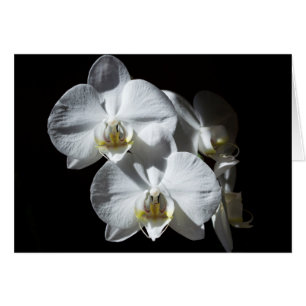 Weiße Phalaeonopsis Orchideen