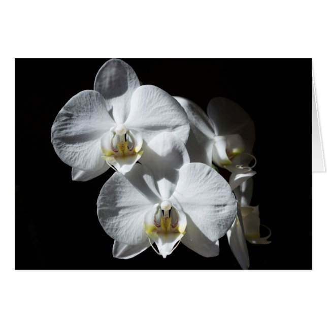 Weiße Phalaeonopsis Orchideen (Vorderseite (Horizontal))