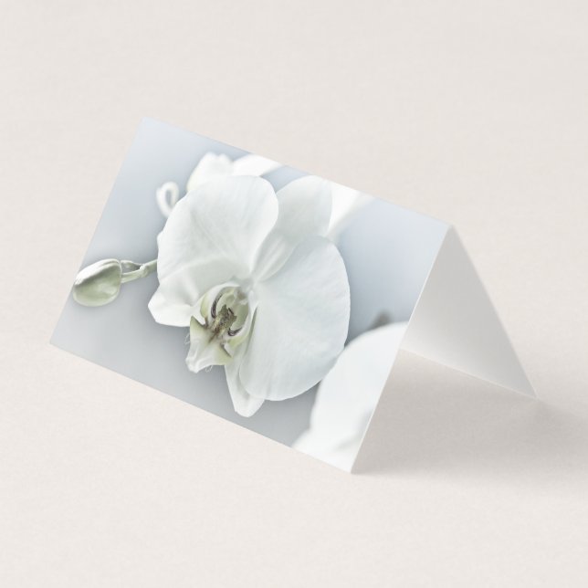 Weiße Phaleonopsis Orchid (Vorderseite)