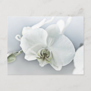 Weiße Phaleonopsis Orchid Feiertagspostkarte