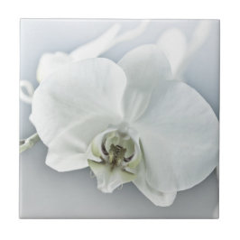 Weiße Phaleonopsis Orchid Fliese