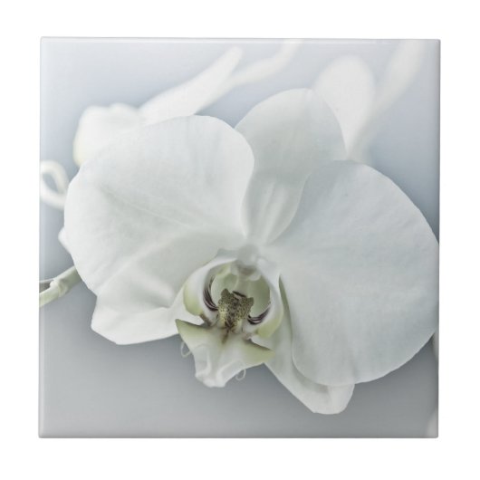 Weiße Phaleonopsis Orchid Fliese (Vorderseite)