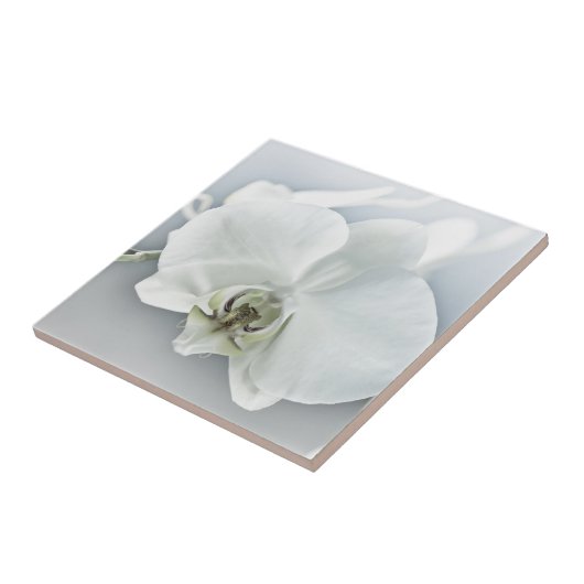 Weiße Phaleonopsis Orchid Fliese (Seite)