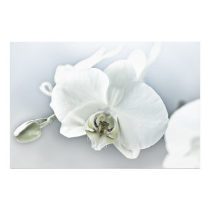 Weiße Phaleonopsis Orchid Fotodruck