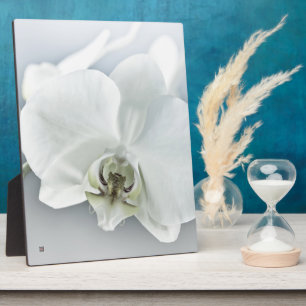 Weiße Phaleonopsis Orchid Fotoplatte