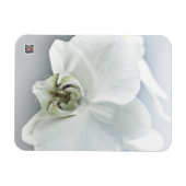 Weiße Phaleonopsis Orchid Magnet (Horizontal)