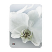Weiße Phaleonopsis Orchid Magnet (Vertikal)