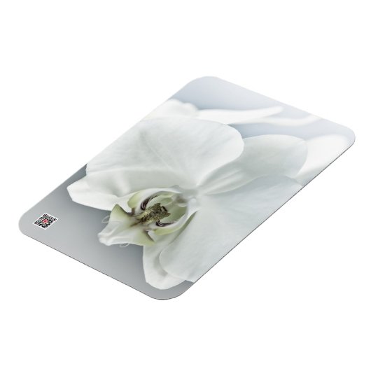 Weiße Phaleonopsis Orchid Magnet (Linke Seite)