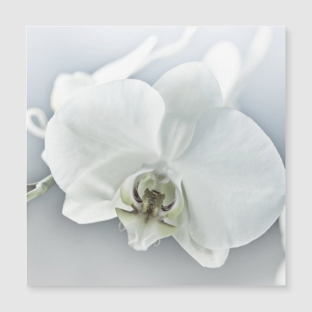 Weiße Phaleonopsis Orchid Magnetkarte (Vorderseite)