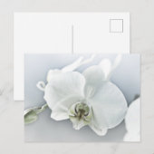 Weiße Phaleonopsis Orchid Postkarte (Vorne/Hinten)