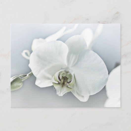 Weiße Phaleonopsis Orchid Postkarte (Vorderseite)