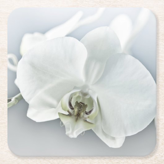 Weiße Phaleonopsis Orchid Rechteckiger Pappuntersetzer (Vorderseite)