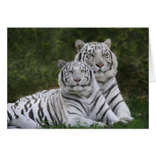 Weiße Phase, Bengal Tiger, Tigris