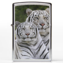Weiße Phase, Bengal Tiger, Tigris